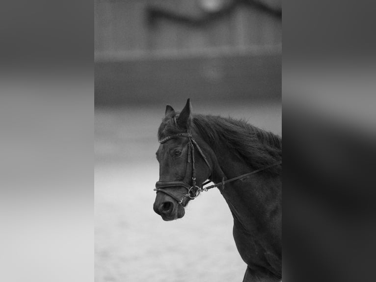 Húngaro Caballo castrado 14 años 165 cm Castaño in Trostberg
