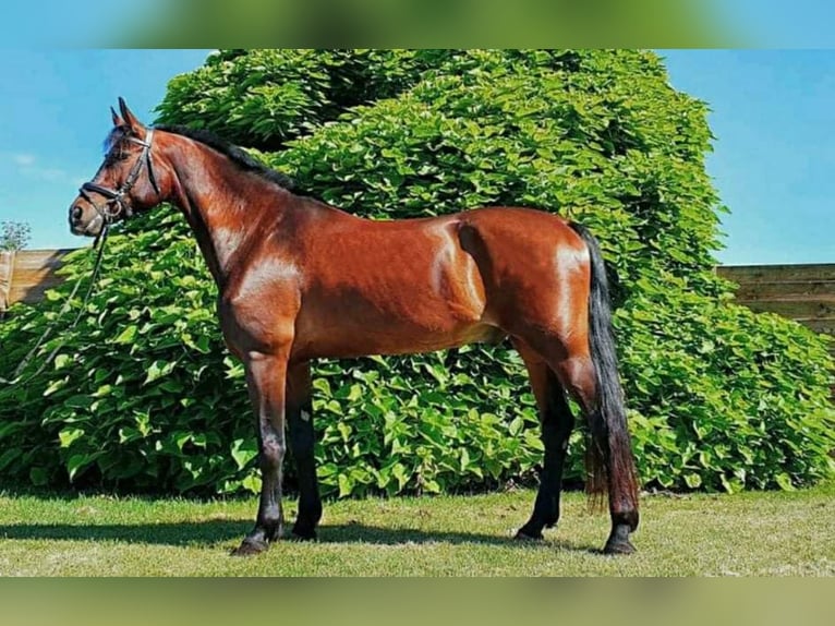 Húngaro Caballo castrado 14 años 165 cm Castaño in Trostberg