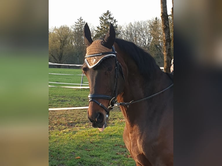Húngaro Caballo castrado 14 años 165 cm Castaño in Trostberg