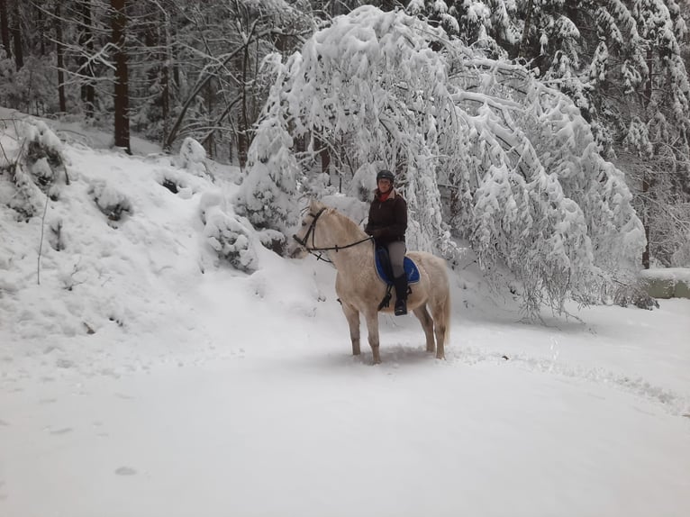 Húngaro Caballo castrado 15 años 150 cm Tordo rodado in Edelschrott