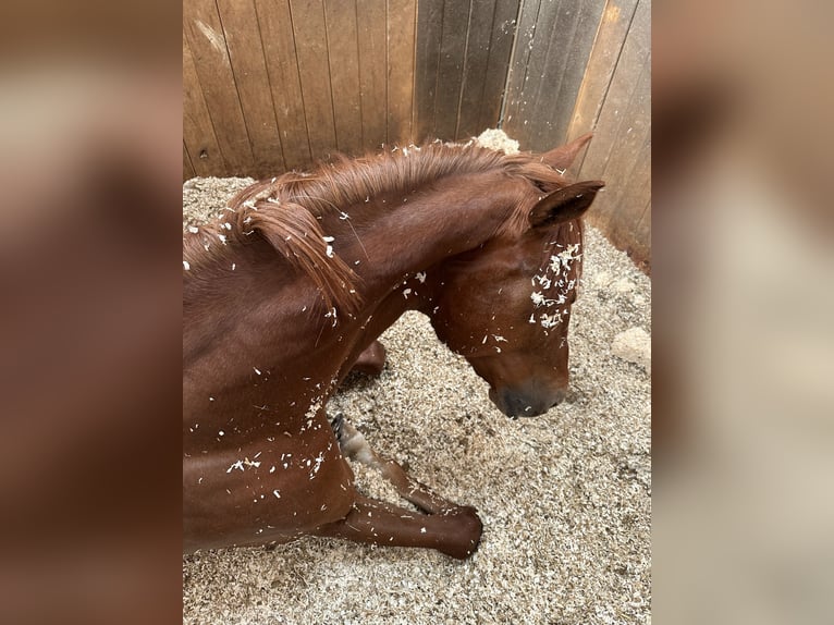 Húngaro Caballo castrado 15 años 153 cm Alazán in Ebenfurth