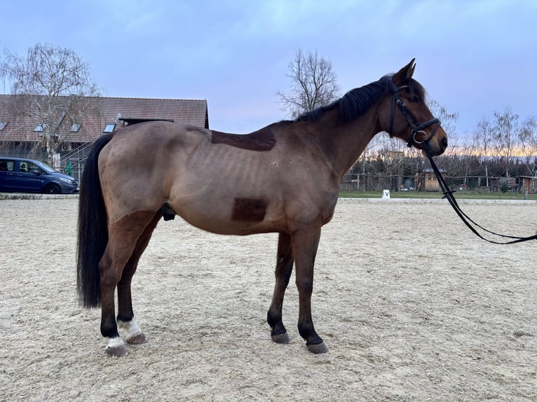 Húngaro Caballo castrado 15 años 164 cm Castaño in Unterpetersdorf