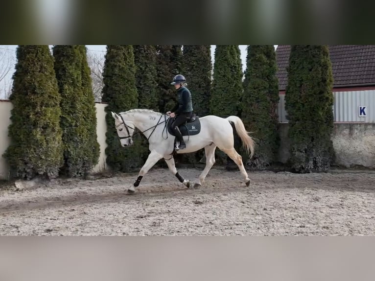 Húngaro Caballo castrado 16 años 168 cm Tordo in Prague
