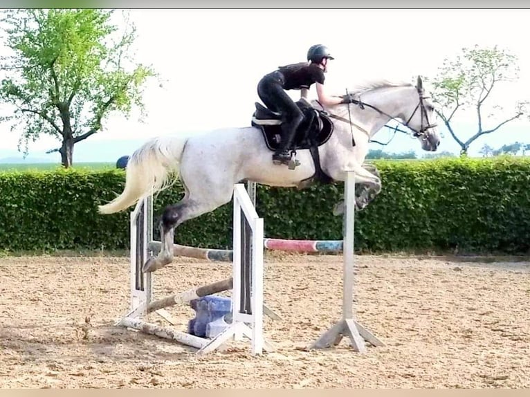 Húngaro Caballo castrado 16 años 169 cm Tordo in Goslar Hahndorf