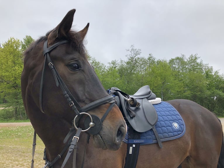 Húngaro Caballo castrado 16 años 170 cm Castaño oscuro in Willenscharen