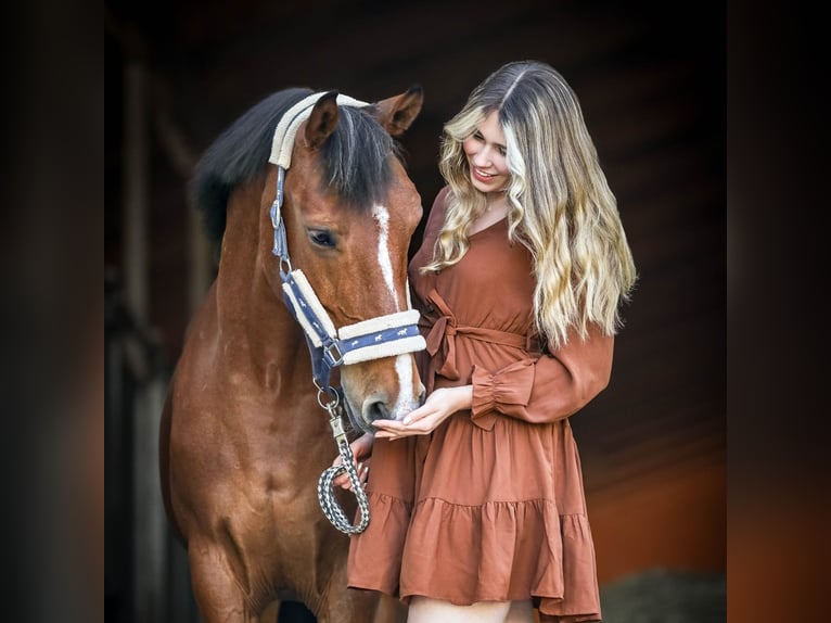 Húngaro Mestizo Caballo castrado 18 años 152 cm Castaño in Leutkirch im Allgäu
