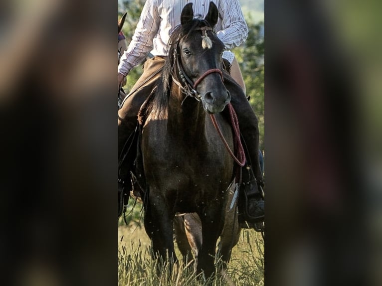 Húngaro Mestizo Caballo castrado 18 años 155 cm Negro in Groß-Umstadt