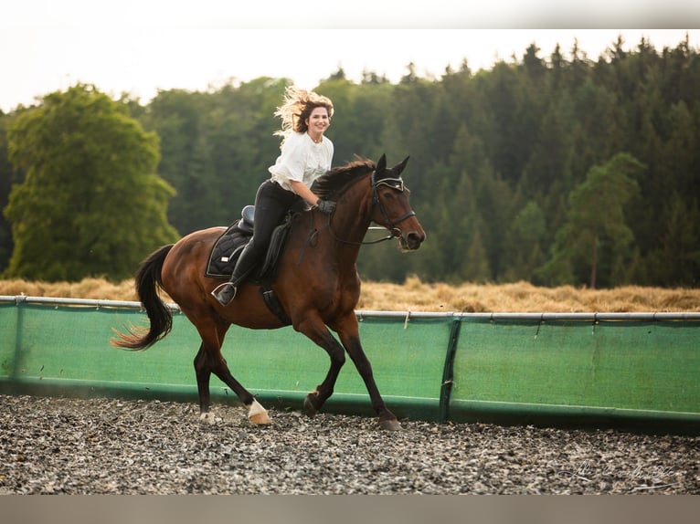 Húngaro Caballo castrado 18 años 163 cm Castaño in Emmingen-Liptingen