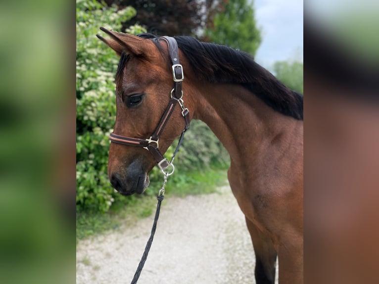 Húngaro Caballo castrado 1 año 153 cm Castaño rojizo in Csabdi