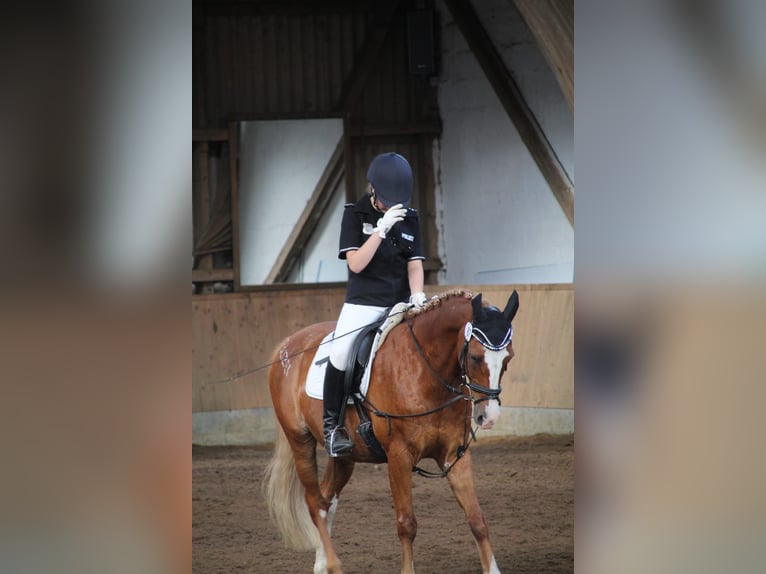 Húngaro Caballo castrado 21 años 146 cm Alazán in Husum