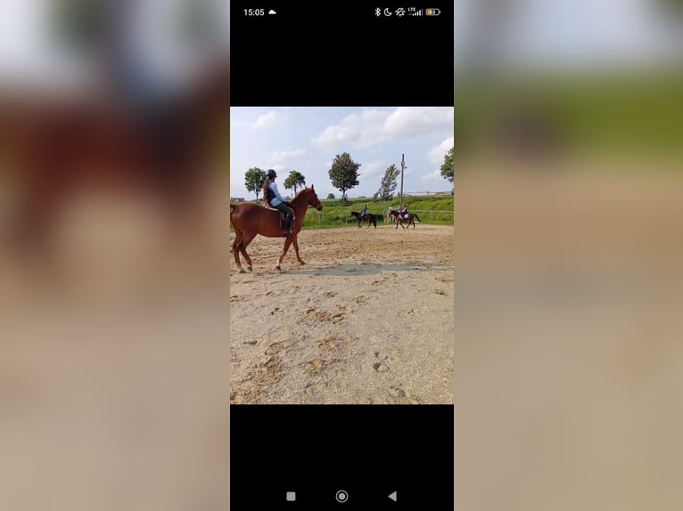 Húngaro Caballo castrado 23 años 165 cm Alazán in Bergatreute