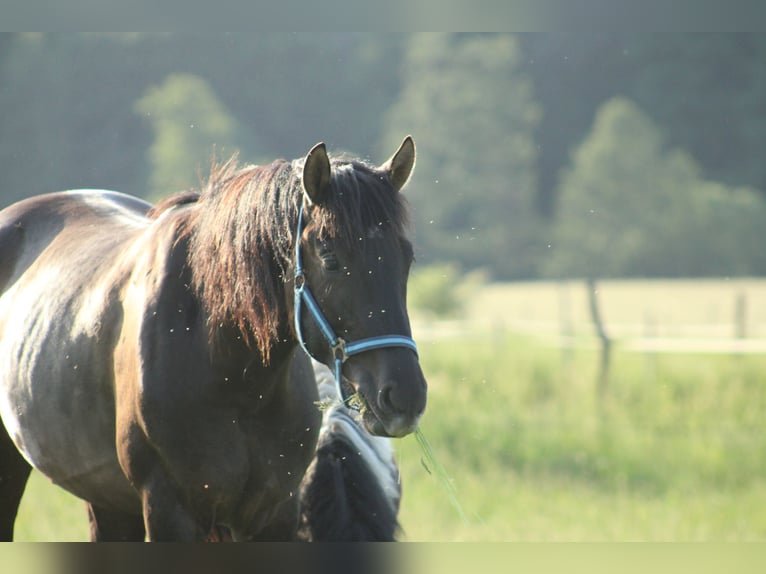 Húngaro Mestizo Caballo castrado 2 años 160 cm Negro in Drosendorf