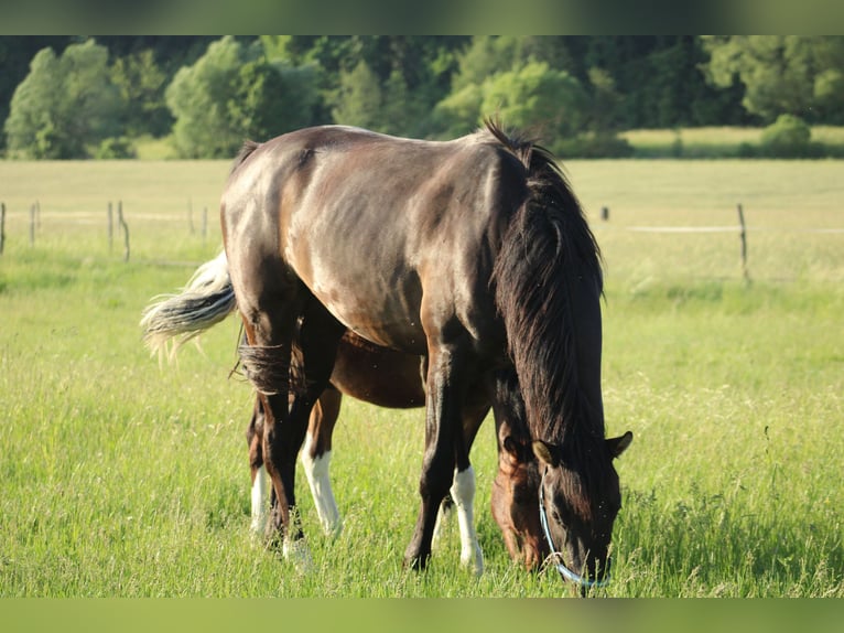 Húngaro Mestizo Caballo castrado 2 años 160 cm Negro in Drosendorf