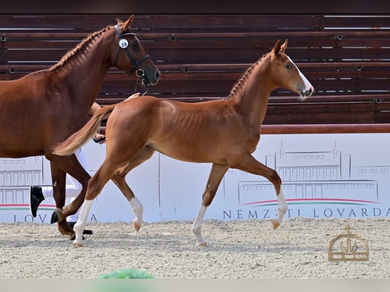 Húngaro Caballo castrado 2 años 165 cm Alazán rojizo in Domaszék Equest Sport Lovarda