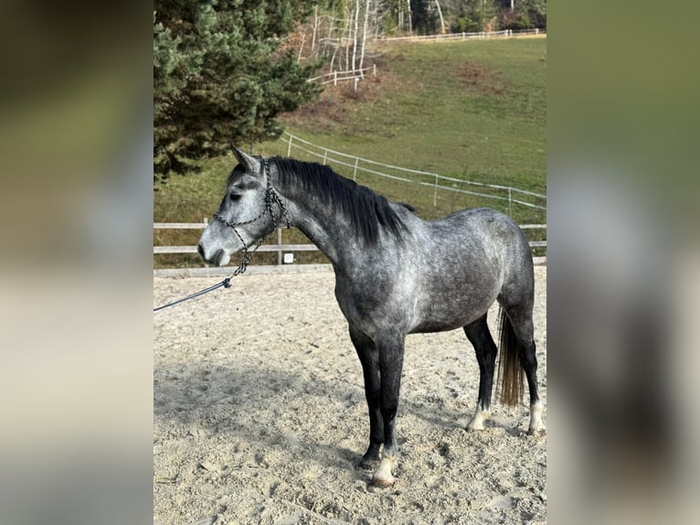 Húngaro Caballo castrado 3 años 161 cm Tordo in K&#xF6;flach