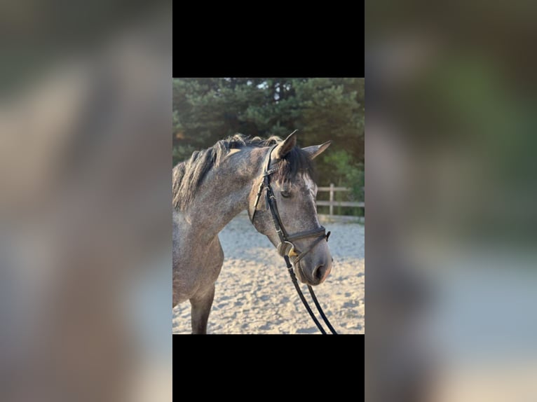 Húngaro Caballo castrado 3 años 161 cm Tordo rodado in Gradenberg