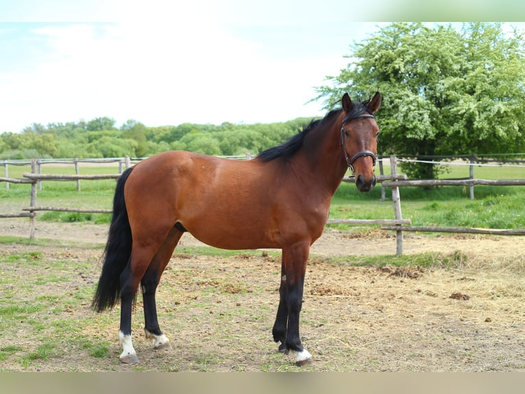 Húngaro Caballo castrado 3 años 170 cm Castaño rojizo in Ajka