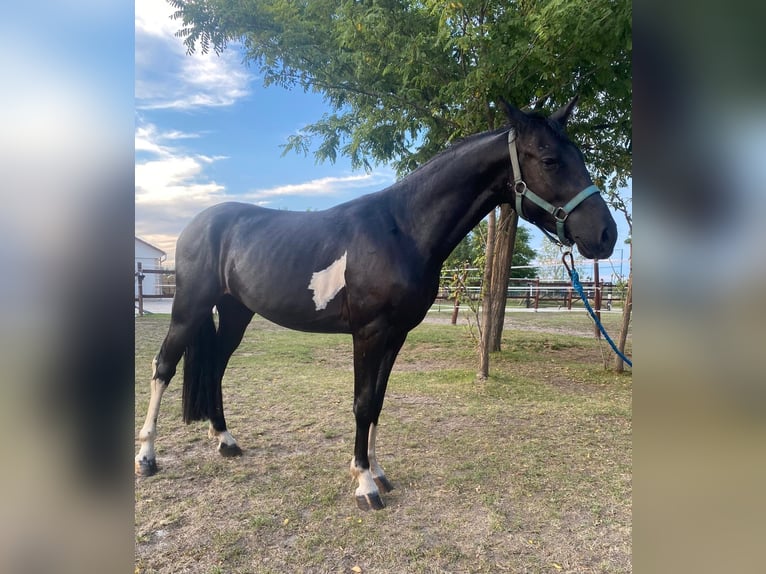 Húngaro Caballo castrado 4 años 130 cm Negro in Tass