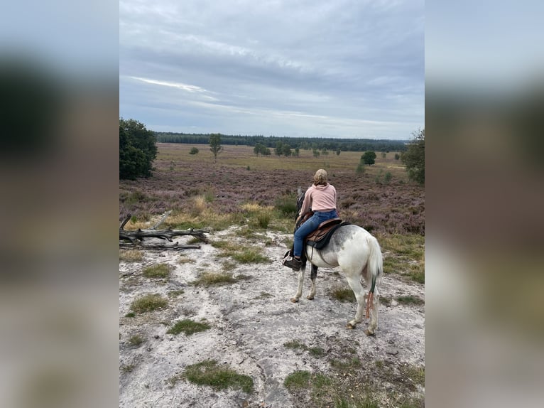 Húngaro Mestizo Caballo castrado 4 años 135 cm Pío in Lunteren