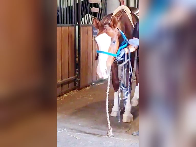 Húngaro Mestizo Caballo castrado 4 años 152 cm Alazán in Berlin