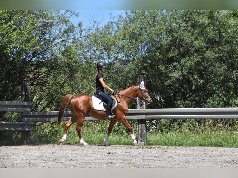 Húngaro Caballo castrado 4 años 152 cm Alazán in Arnstorf