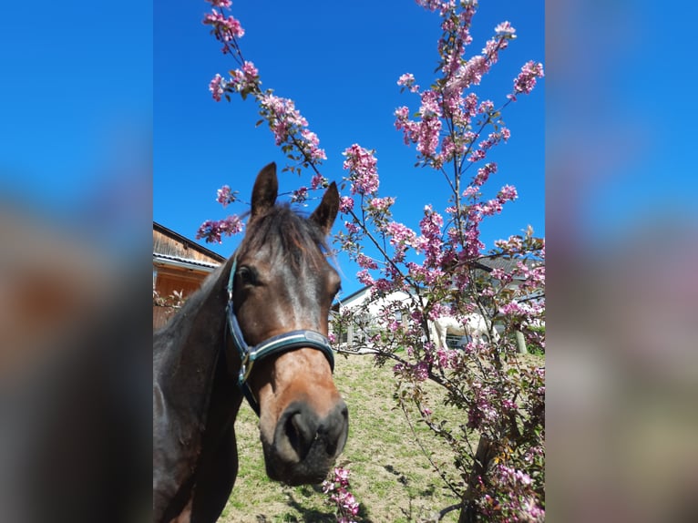 Húngaro Caballo castrado 4 años 160 cm Castaño in Sarleinsbach