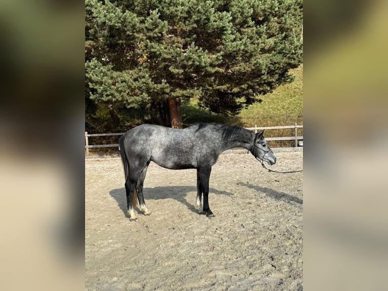 Húngaro Caballo castrado 4 años 160 cm Tordo rodado in Tata