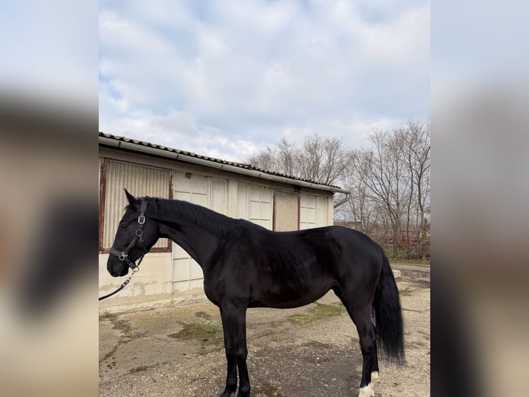 Húngaro Caballo castrado 4 años 164 cm Negro in Dévaványa