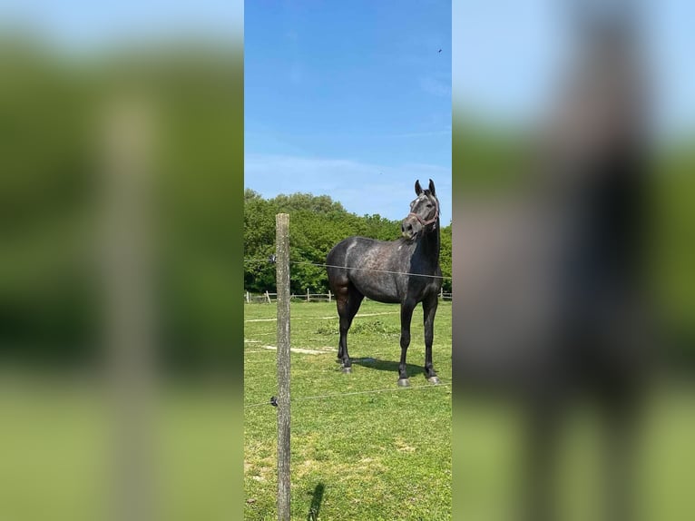 Húngaro Caballo castrado 4 años 166 cm Tordo in Gyenesdiás