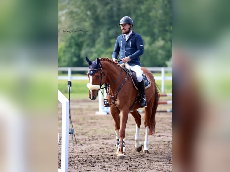 Húngaro Caballo castrado 4 años 167 cm Alazán-tostado in Mako