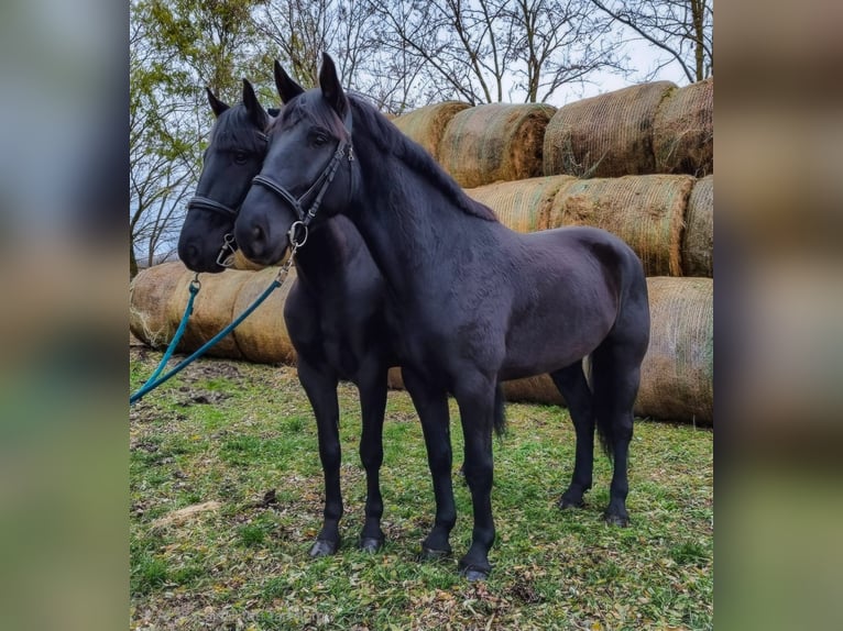 Húngaro Caballo castrado 4 años 169 cm Negro in Bélmegyer