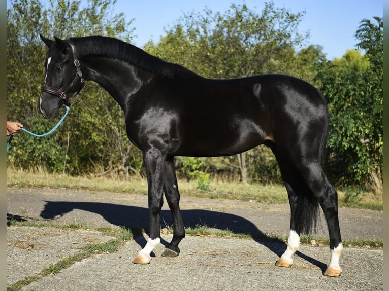 Húngaro Caballo castrado 4 años 169 cm Negro in Lajosmizse