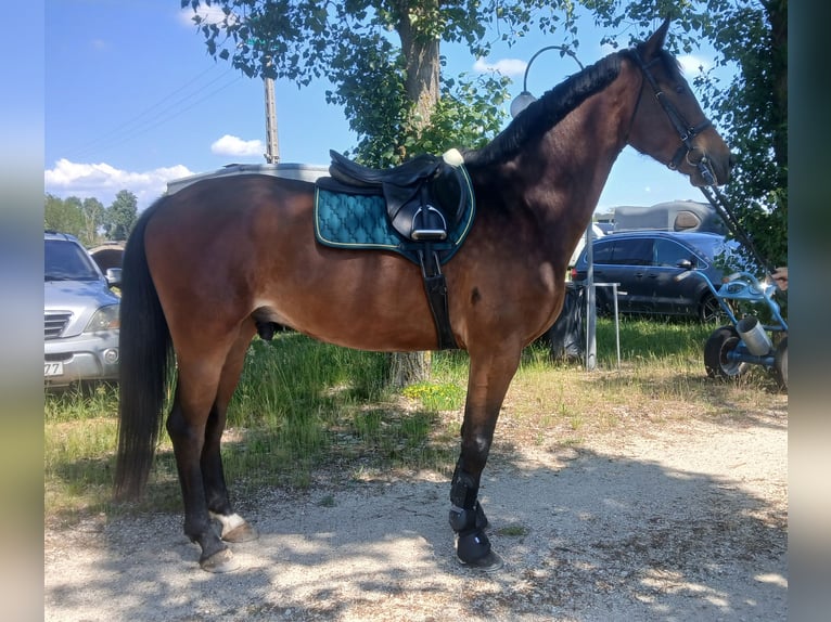 Húngaro Caballo castrado 4 años 170 cm Castaño rojizo in Nyársapát