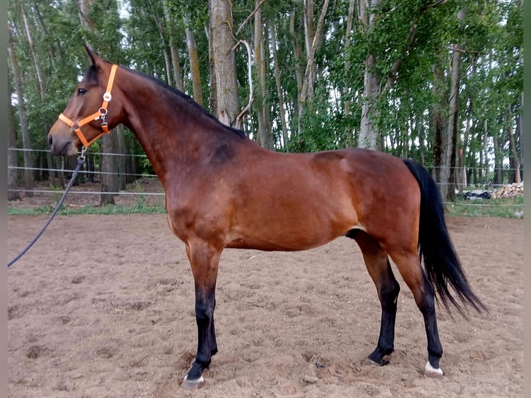 Húngaro Caballo castrado 4 años 170 cm Castaño rojizo in Nyársapát