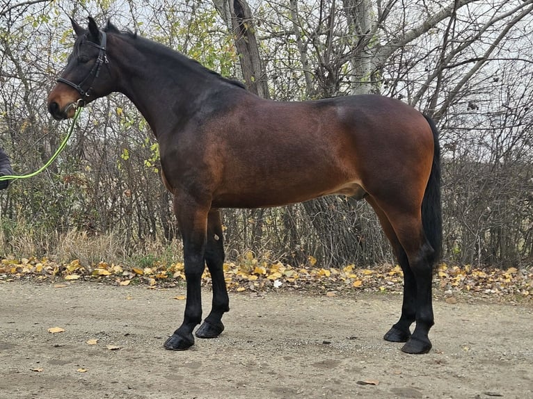 Húngaro Caballo castrado 4 años 173 cm Castaño in B&#xE9;k&#xE9;s