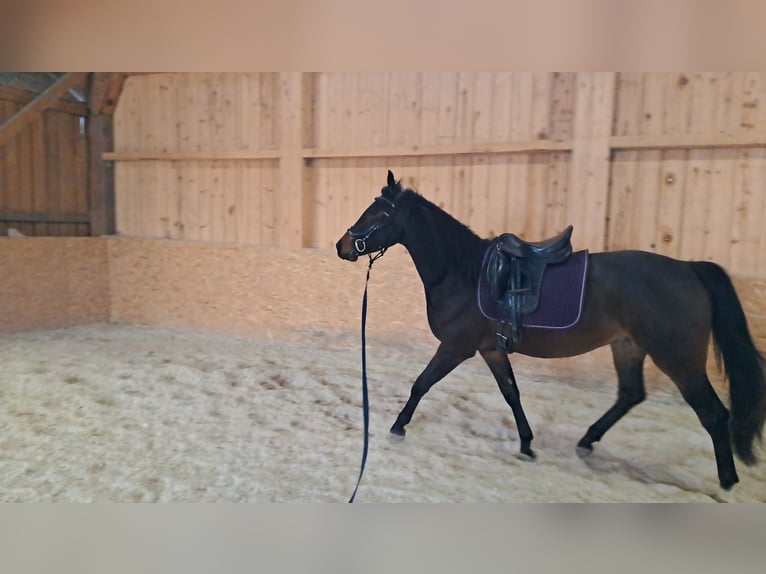 Húngaro Caballo castrado 4 años Castaño in Sarleinsbach