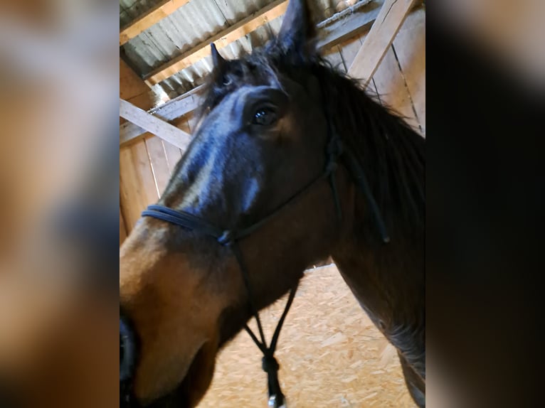 Húngaro Caballo castrado 4 años Castaño in Sarleinsbach