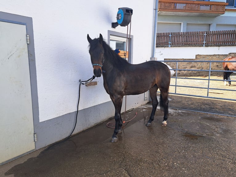 Húngaro Caballo castrado 4 años Castaño in Sarleinsbach