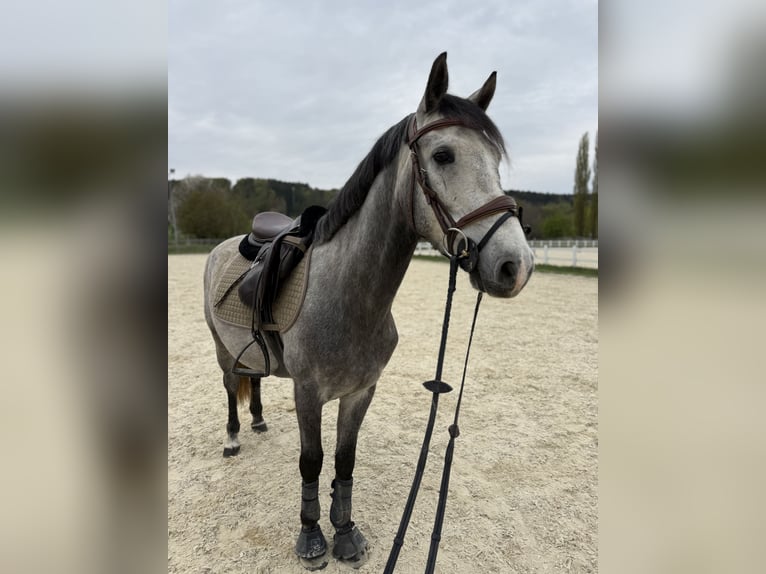 Húngaro Caballo castrado 5 años 145 cm Tordo in Bad blumau