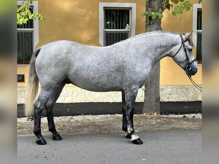 Húngaro Mestizo Caballo castrado 5 años 150 cm Tordo rodado in Frankfurt am Main