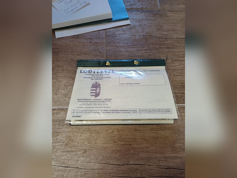 Húngaro Mestizo Caballo castrado 5 años 152 cm Tordillo negro in Lindern (Oldenburg)