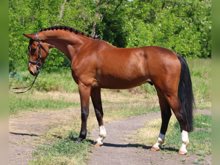 Húngaro Caballo castrado 5 años 155 cm Castaño in Gyula