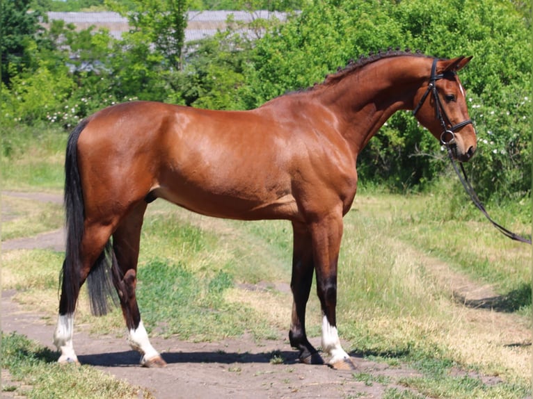 Húngaro Caballo castrado 5 años 155 cm Castaño in Gyula