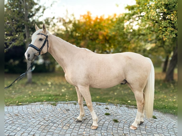 Húngaro Caballo castrado 5 años 160 cm Palomino in Aigen-Schlägl