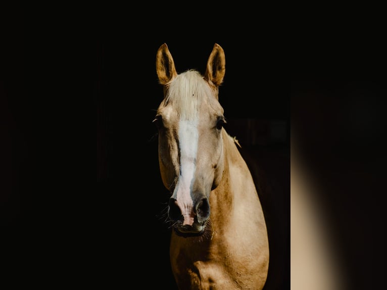 Húngaro Caballo castrado 5 años 160 cm Palomino in Aigen-Schlägl