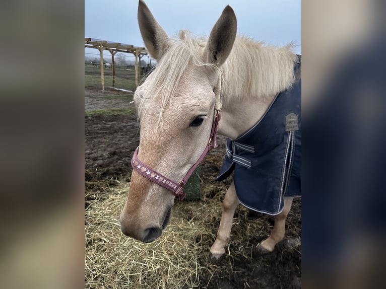 Húngaro Caballo castrado 5 años 160 cm Palomino in Weiterstadt