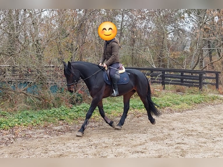 Húngaro Caballo castrado 5 años 163 cm Castaño oscuro in Tulln