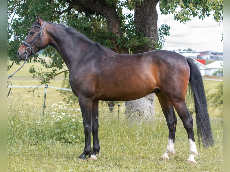 Húngaro Caballo castrado 5 años 165 cm Morcillo in Heroldstatt Ennabeuren