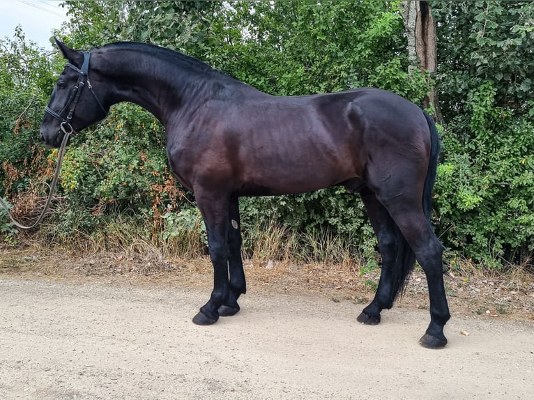 Húngaro Mestizo Caballo castrado 5 años 167 cm Negro in Békés