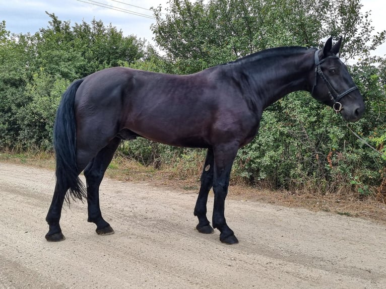 Húngaro Mestizo Caballo castrado 5 años 167 cm Negro in Békés